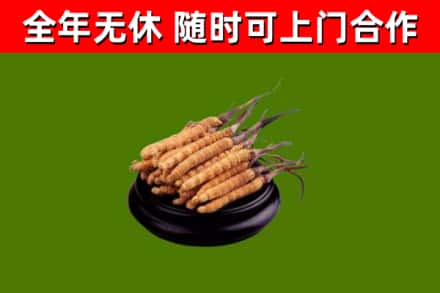 上党回收散虫草