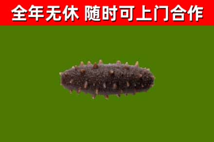 上党回收海参干